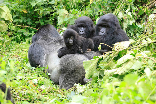 mountain-gorillas.jpg